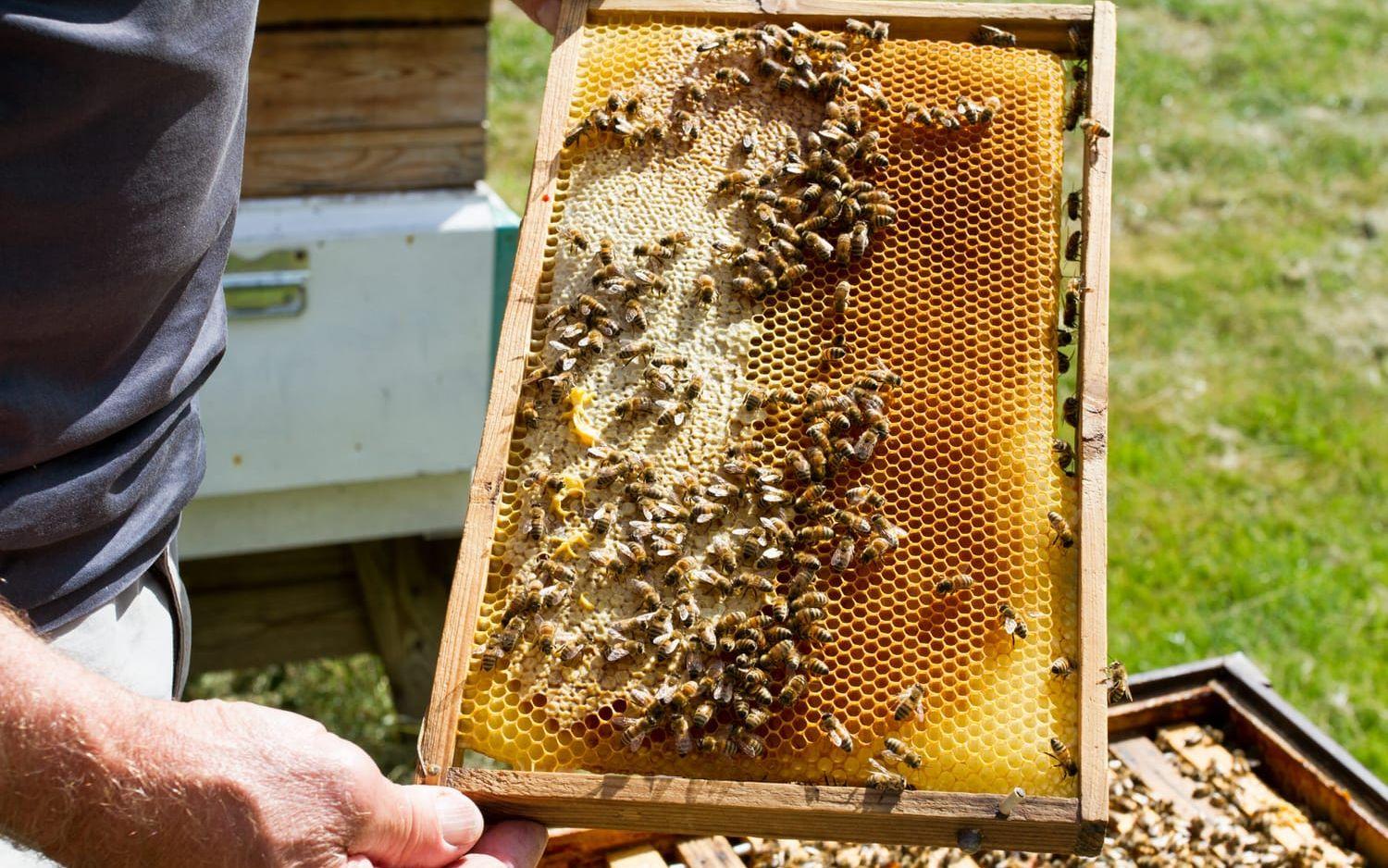 Beekeeping